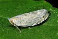 Neomenocria advena